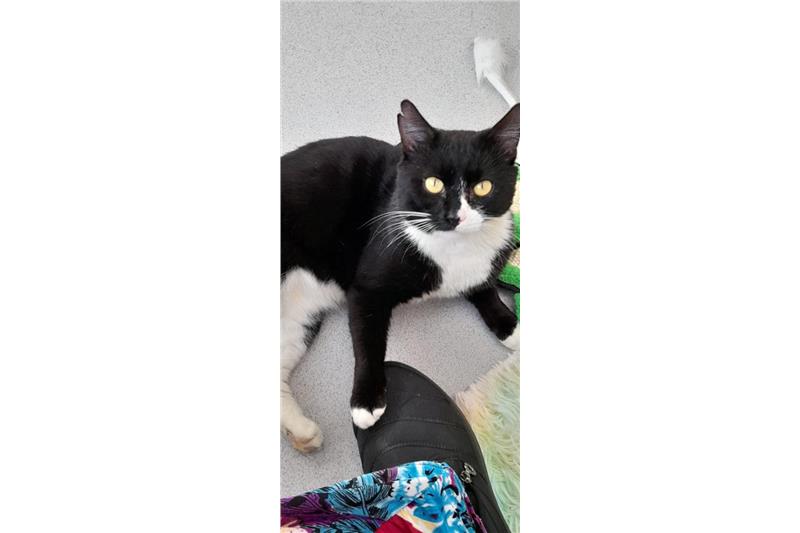 Ace — Domestic Cat