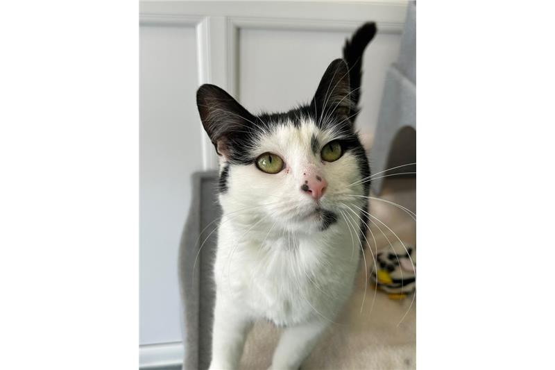 Bunny — Domestic Cat