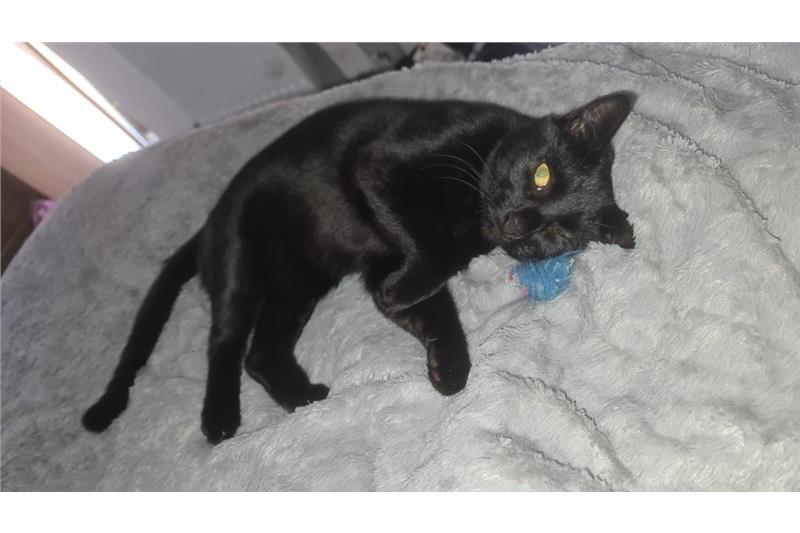 Phoenix — Domestic Cat