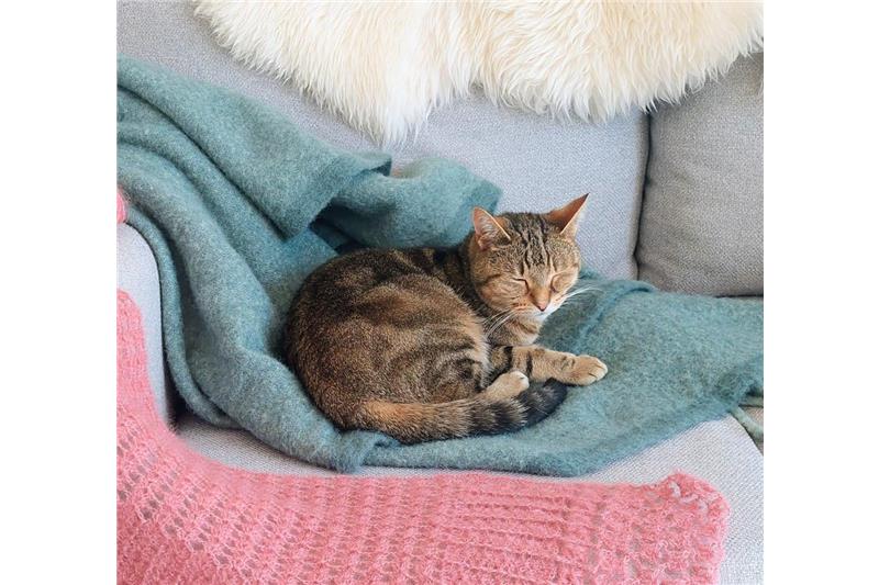 Noodles — Domestic Cat