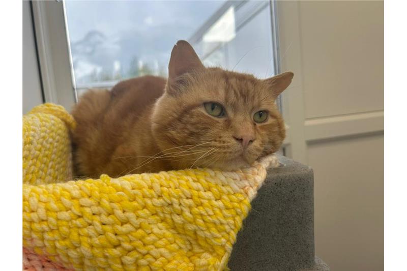 Peanut — Domestic Cat