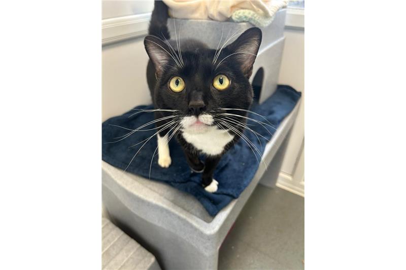 Stanley — Domestic Cat