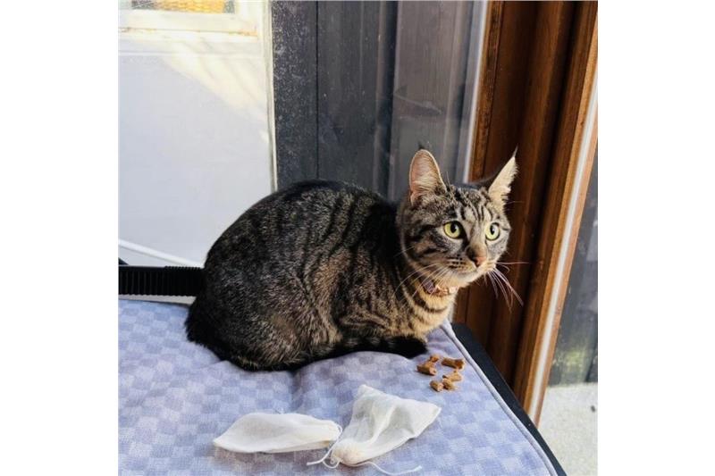 Nala — Domestic Cat