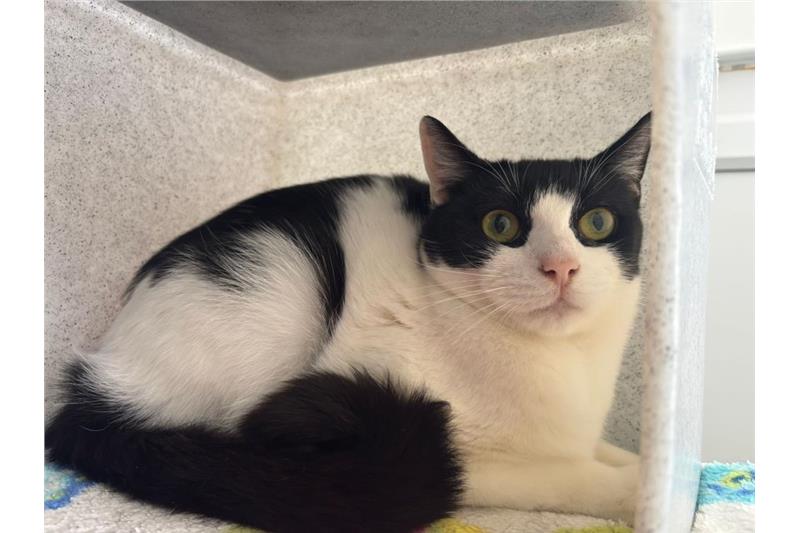 Orca — Domestic Cat