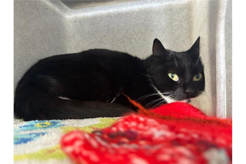 Dora — Domestic Cat