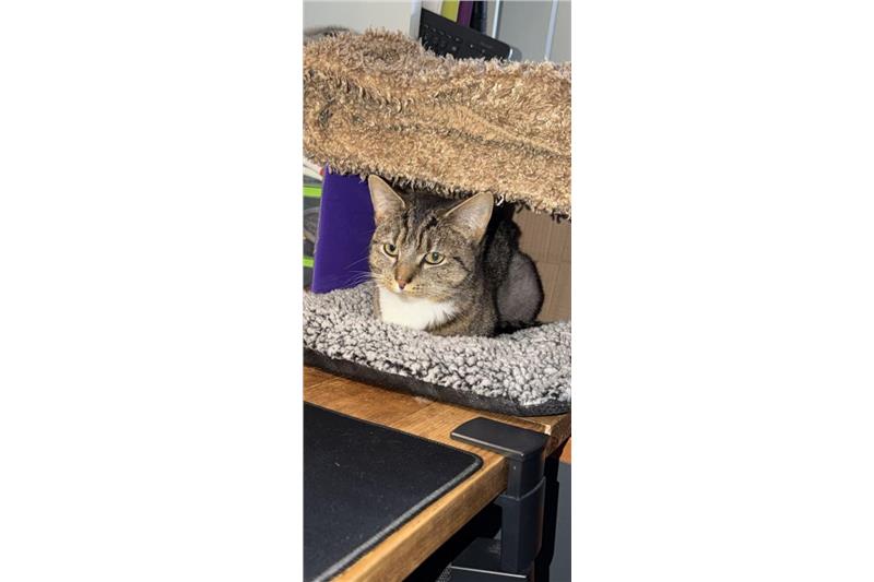 Bindy — Domestic Cat