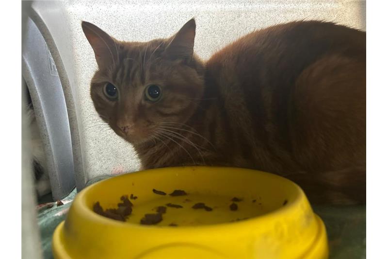 Titan — Domestic Cat