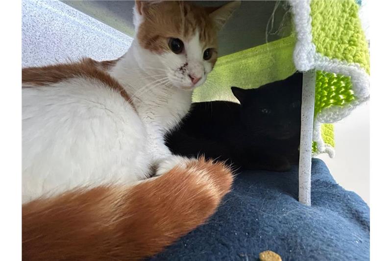 Maximus and Binx — Domestic Cat