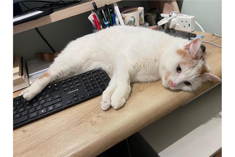 Leo — Domestic Cat