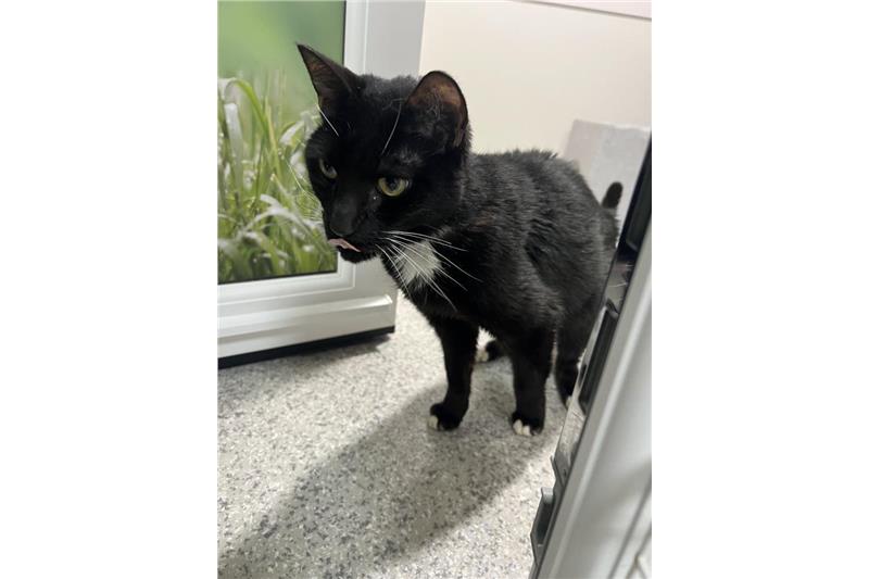 Bolt — Domestic Cat