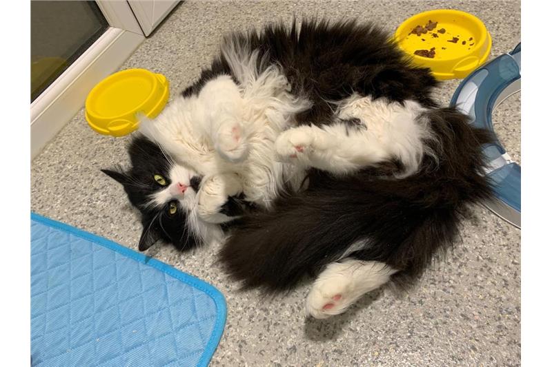 Tensin the III — Domestic Cat