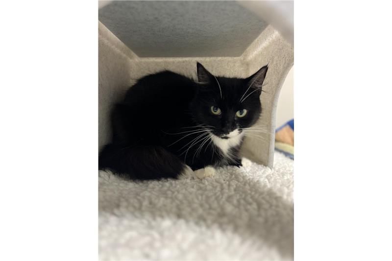 Shelly — Domestic Cat