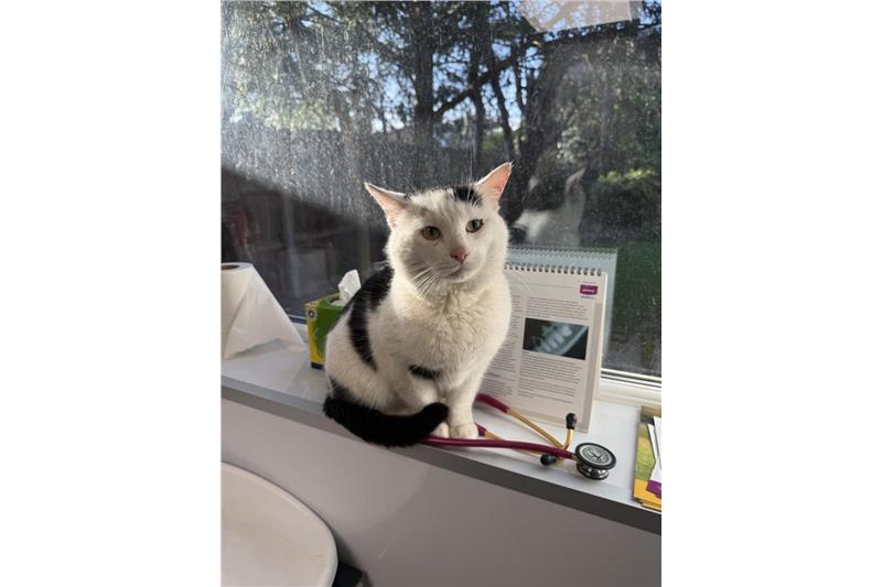 Big Reg — Domestic Cat