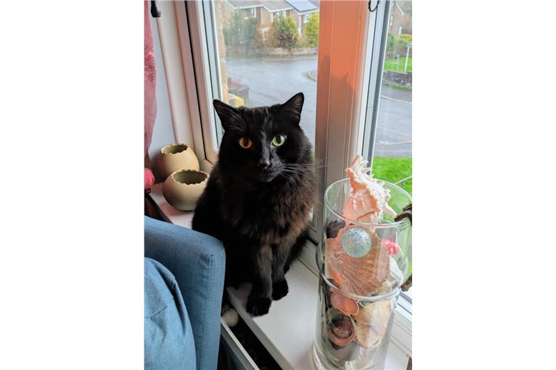 Buster — Domestic Cat