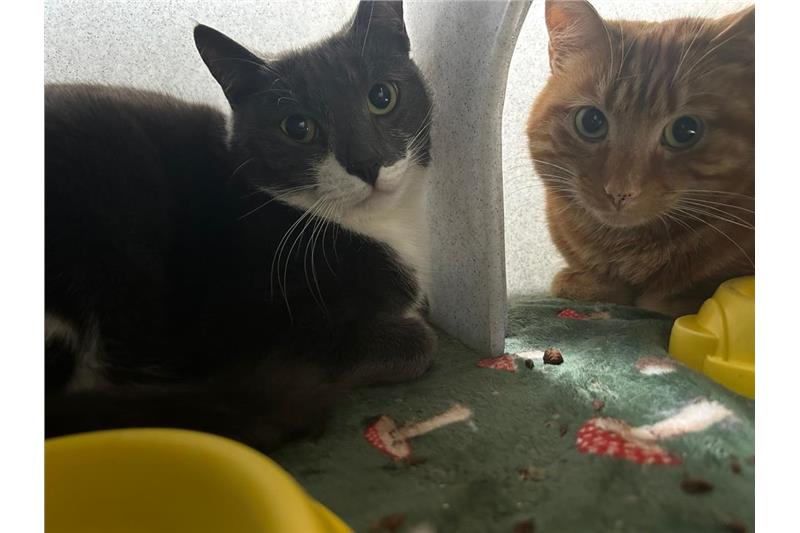 Oreo — Domestic Cat