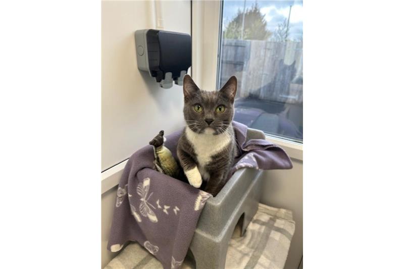 Jess — Domestic Cat