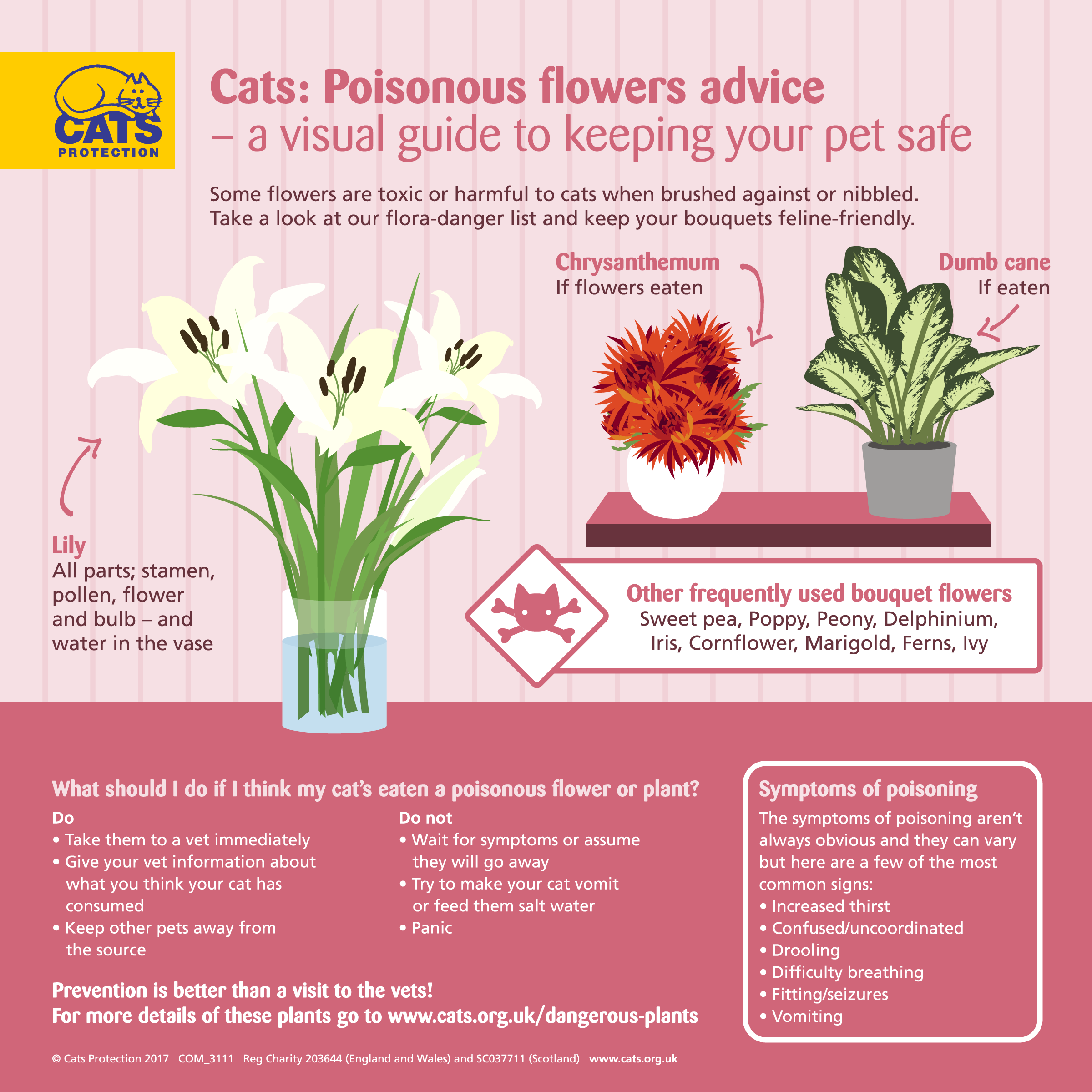 Poisoning in cats | Help & Advice | Cats Protection