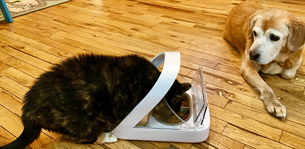 Cat using feeder