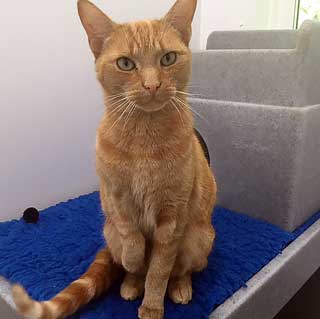 ginger cat