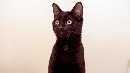 black cat sitting up