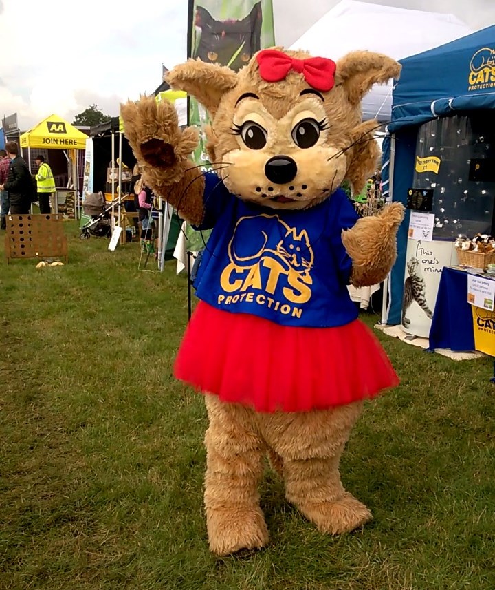 cat outfit cats protection