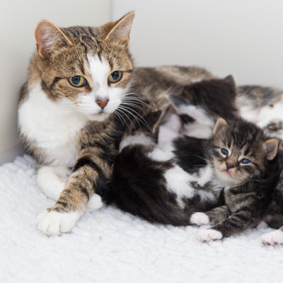 cats protection cat and