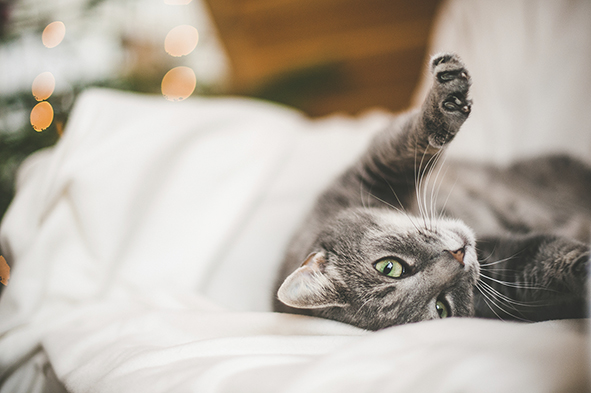 grey cat lazing