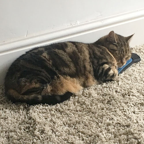 Stitch in his new home