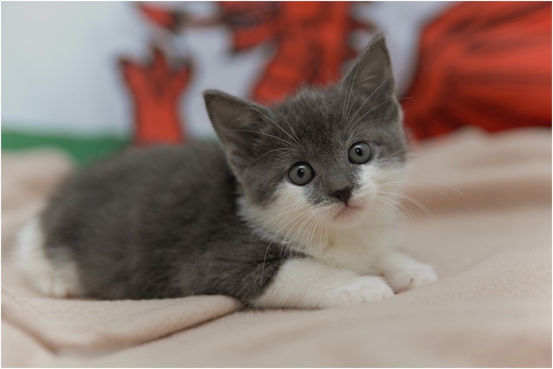 Cat with welsh flag Cats Protection