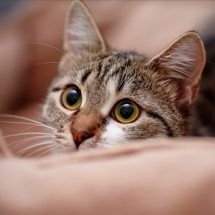 close up of an alert tabby cat