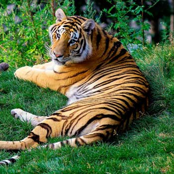 Tiger relaxing