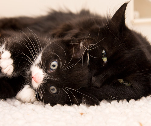 Cat and her kitten