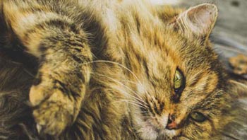 cat laying down