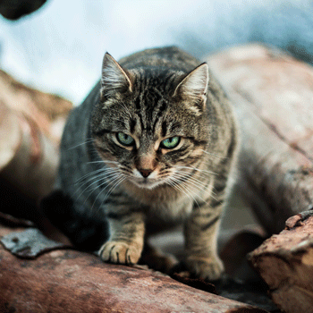 feral cat