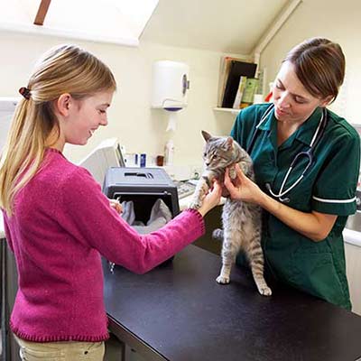 cat at vets