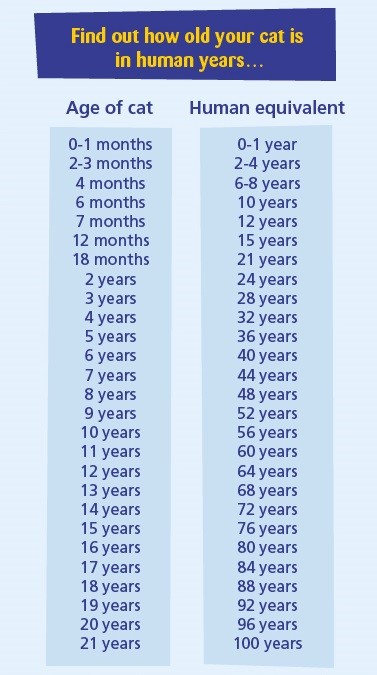 Old Cat Cat Life To Human Years Chart Years Old Cat Years Age