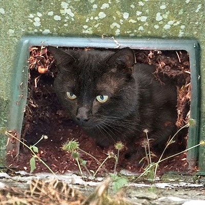 Raz living in a compost bin