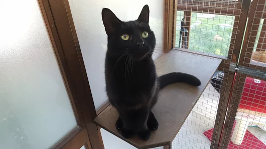 Tulio