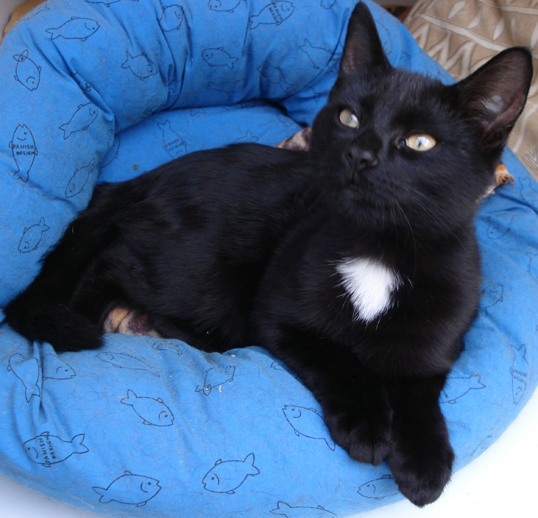black cat cat bed