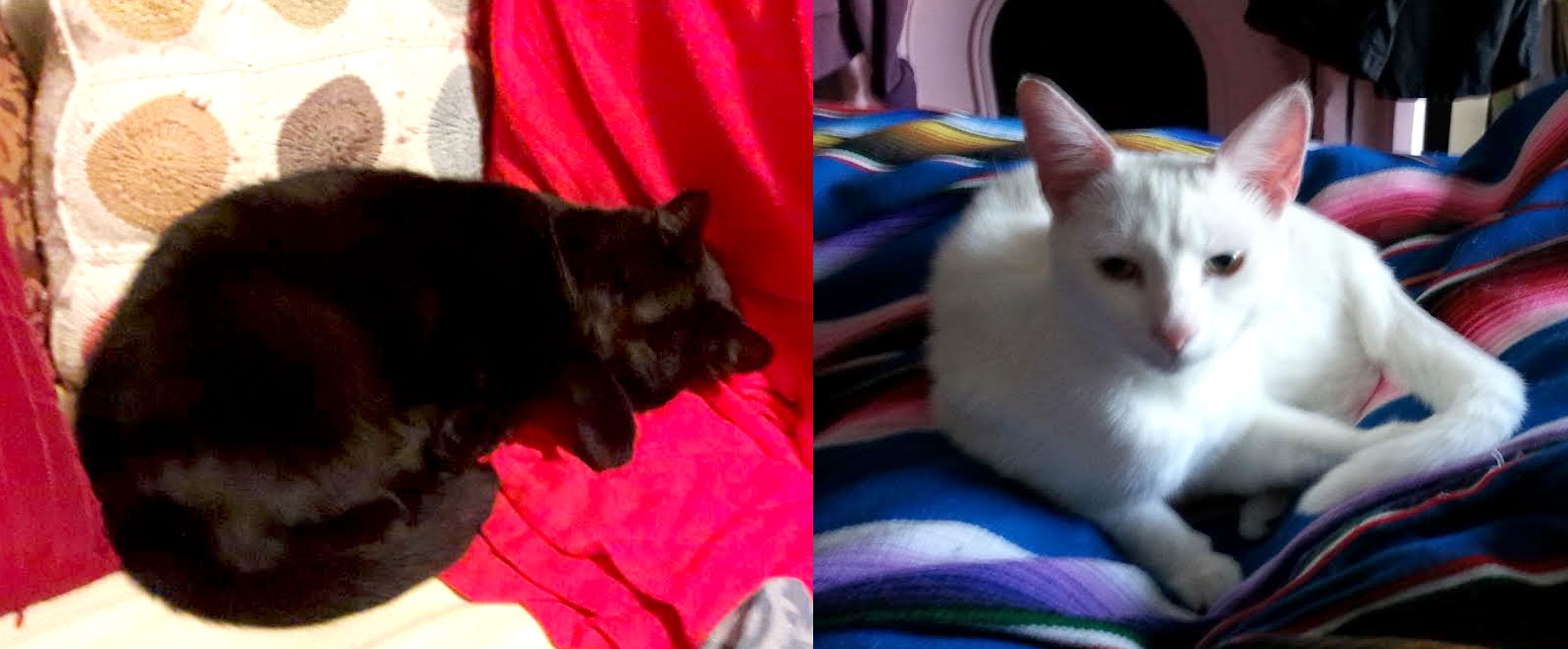 Cotton and Kooga