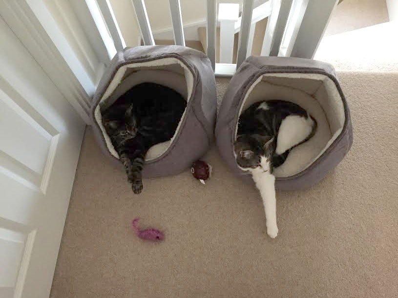 Hester and Chester
