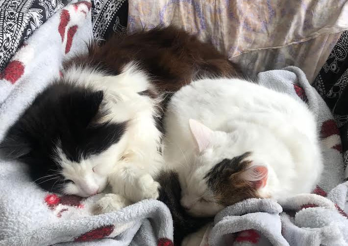 Murphy and Honey