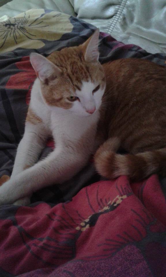FrankieGosport