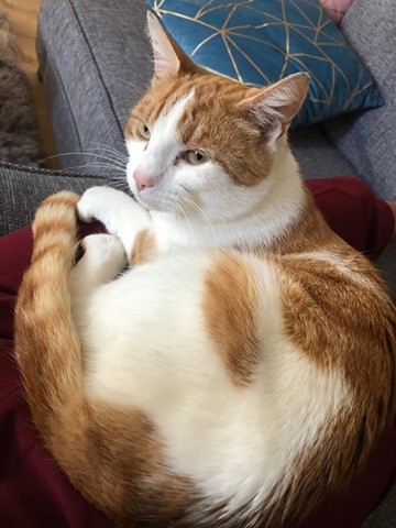 ginger George gosport
