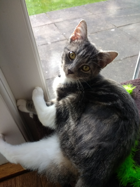 mittensGCP