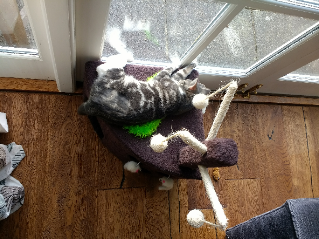 mittensGCP1