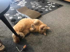 gingerNoelGosportsuccess
