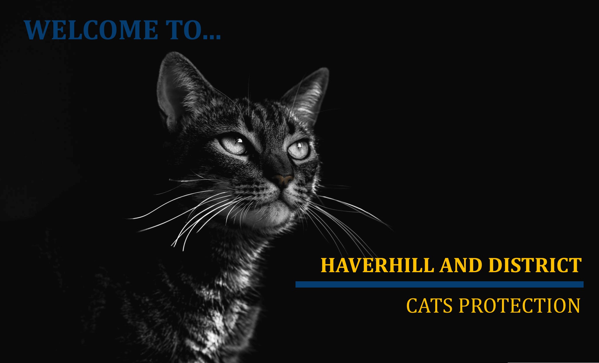 Welcome To Cats Protection Haverhill District