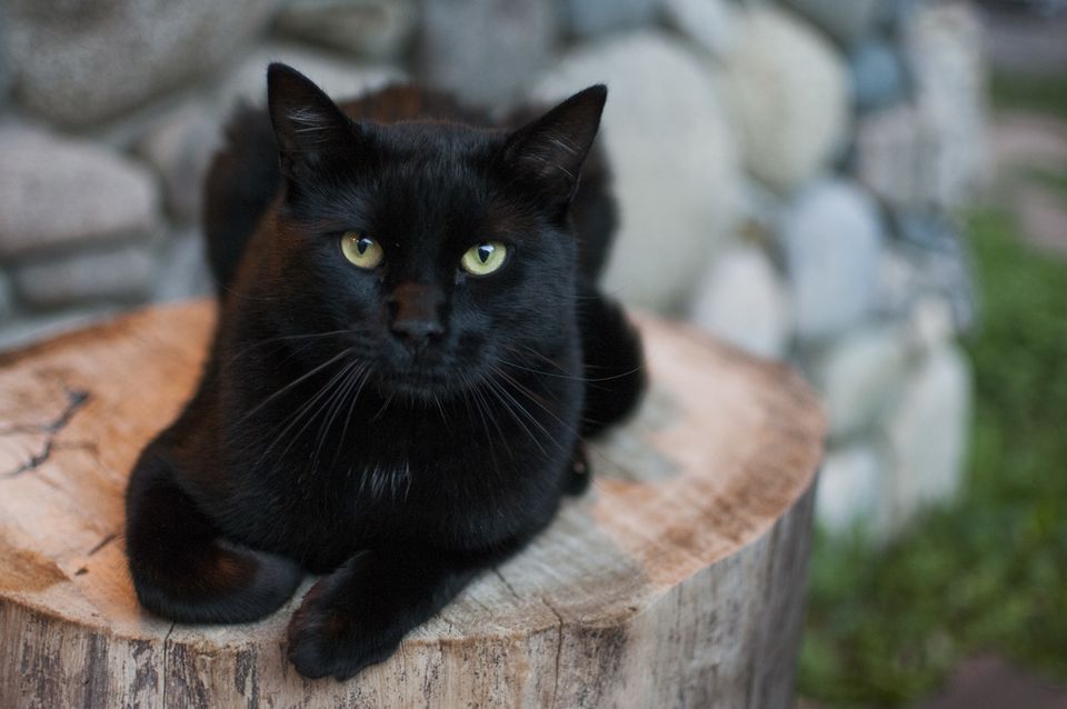 Black Cats