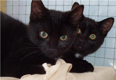 Always Overlooked Black Black White Cats Kittens